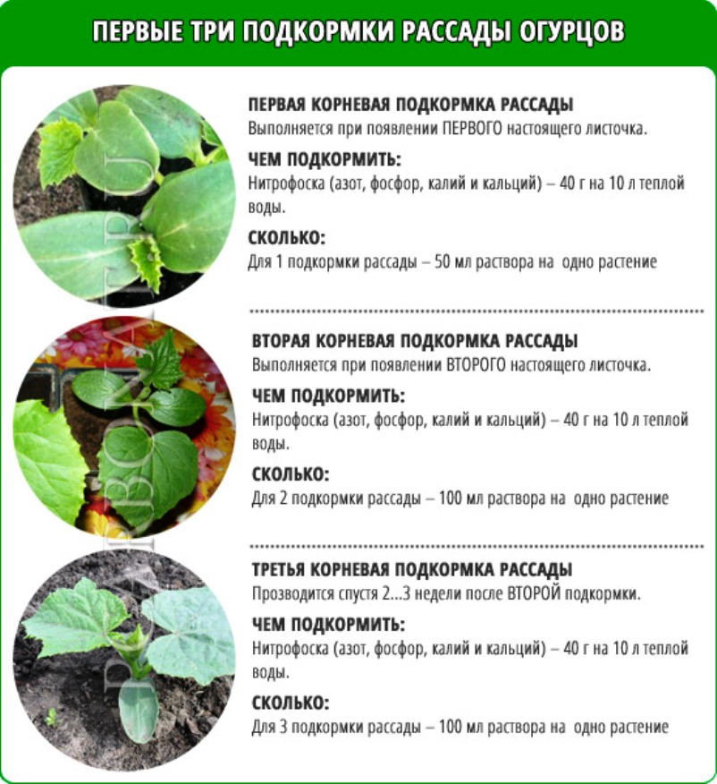 Калиевая селитра – универсальное удобрение для огорода, состав, свойства и применение, отзывы