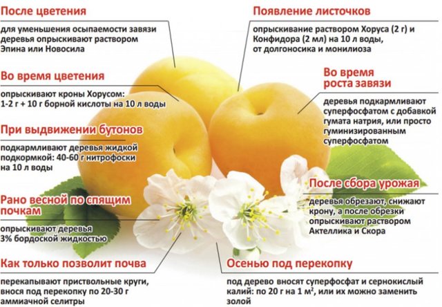 Яблоня ягодная сибирская: фото и описание устойчивого сорта, его плоды