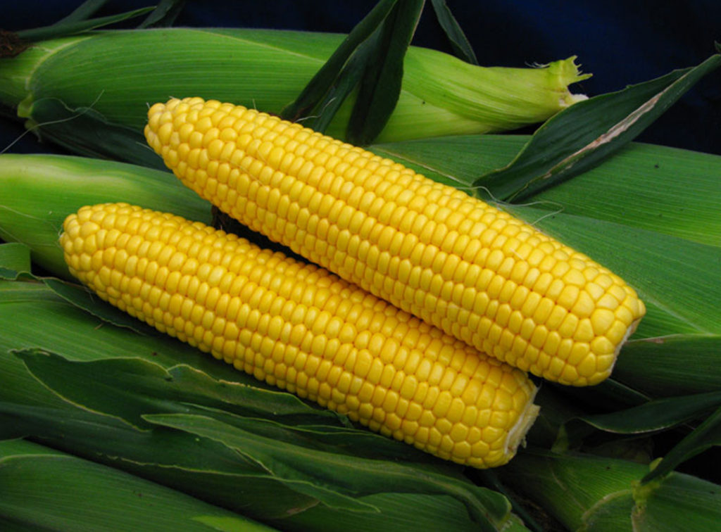 Все о сортах кукурузы: от а, до я