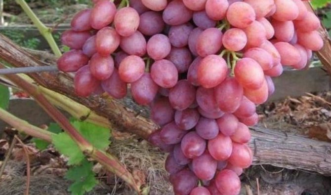 Описание сорта винограда виктория