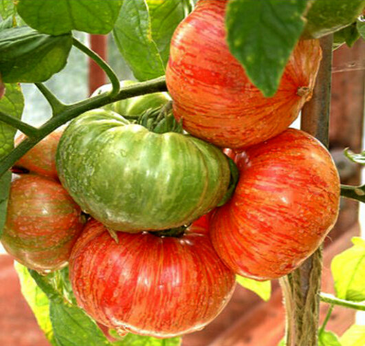 Описание сорта томата винтейдж вайн, его характеристика и урожайность – дачные дела