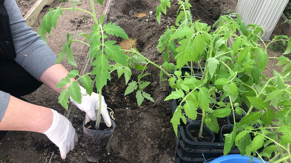 Посадка и выращивание помидоров в теплице