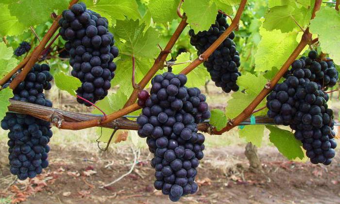 Описание сортов винограда саперави и саперави северный, отличия, преимущества, недостатки