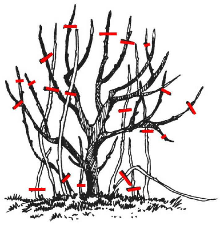 Когда обрезают плодовые деревья: сроки обрезки весной и осенью