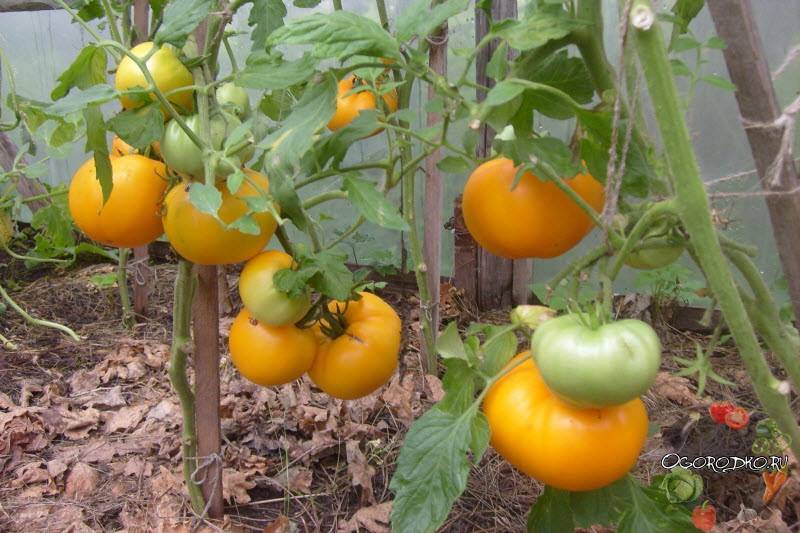 Вкусный и красивый гибрид — сорт томатов «хурма» — описание, выращивание, общие рекомендации
