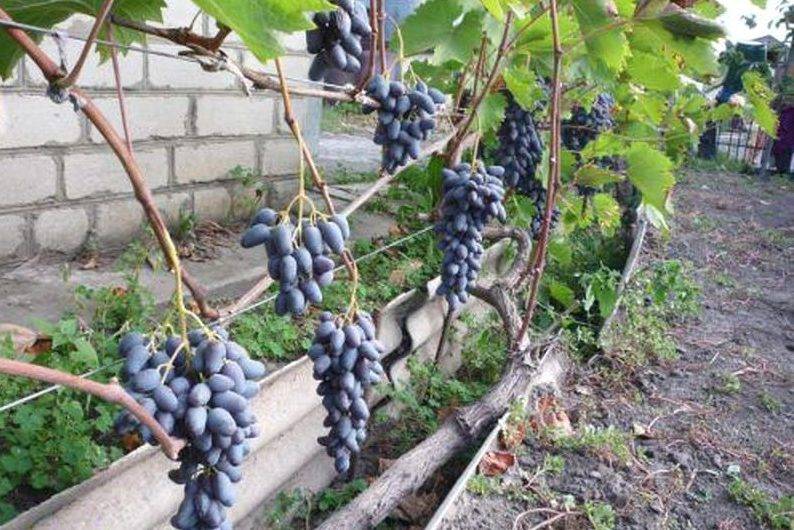 Сорт винограда «памяти негруля»