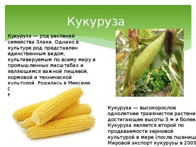 Кукуруза - это овощ, фрукт или злак? описание растения, сорта, польза и вред