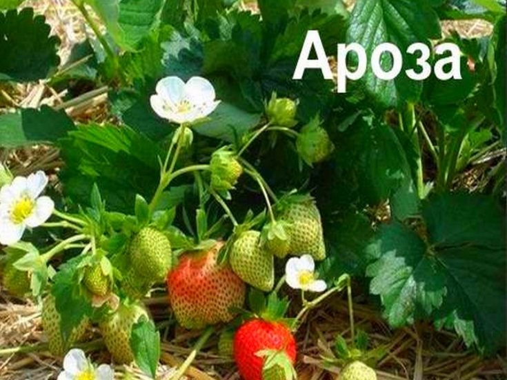 Клубника сорт ароза - описание, посадка, уход, отзывы