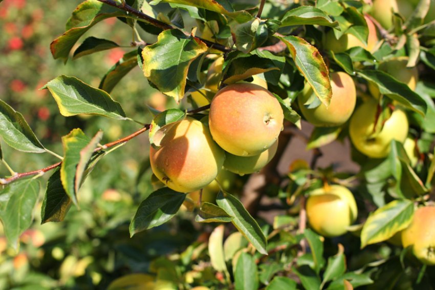 Яблоня аэлита: особенности сорта и ухода