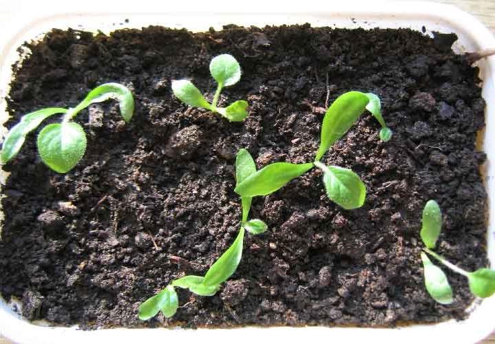 Садовая гербера - посадка и уход, как выращивать?