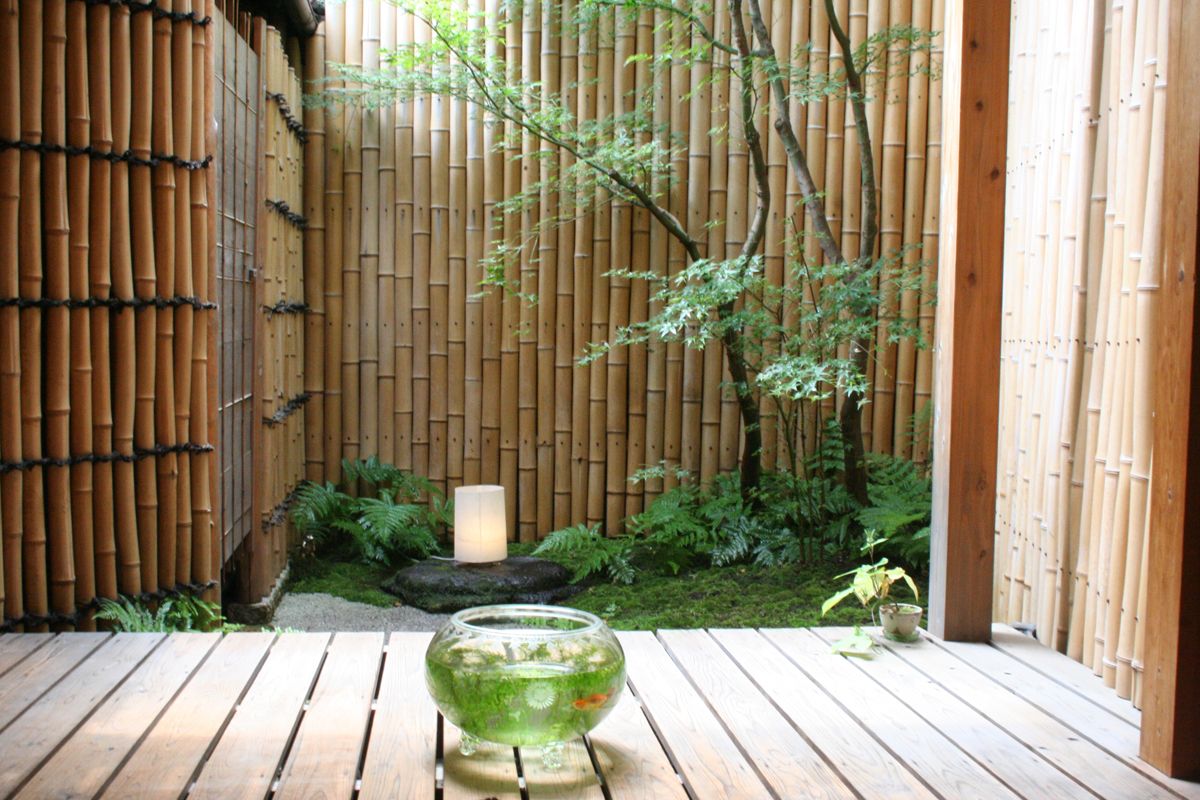 Как вырастить бамбук в домашних условиях