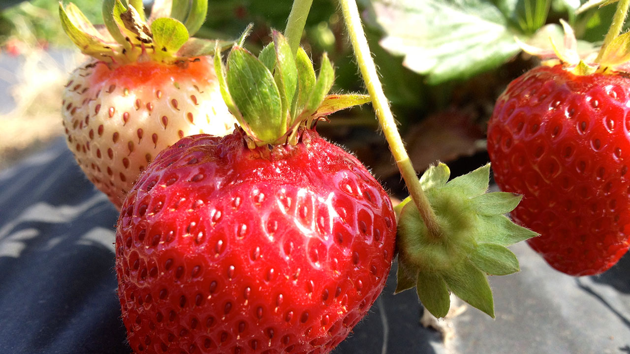 Клубника хоней: описание популярного сорта и особенности выращивания и ухода за ягодой