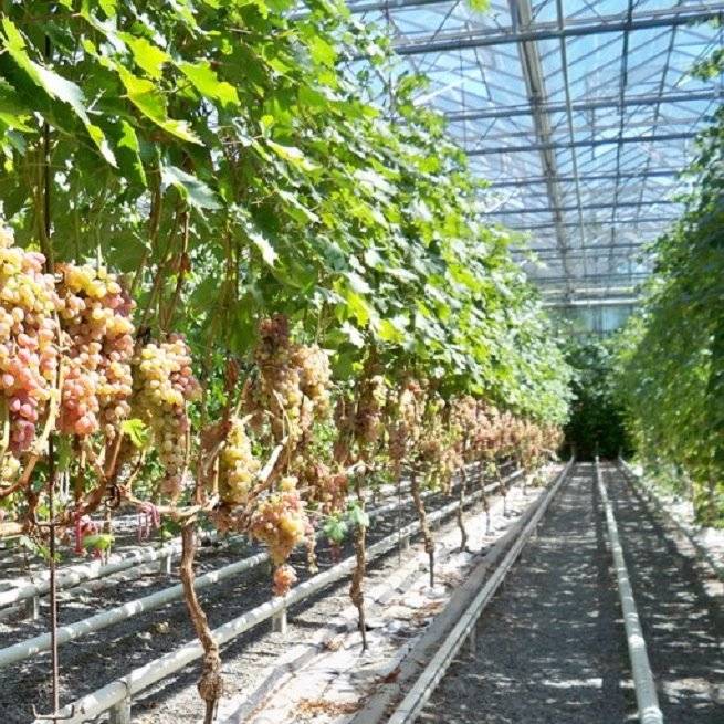 Выращивание винограда в теплице из поликарбоната