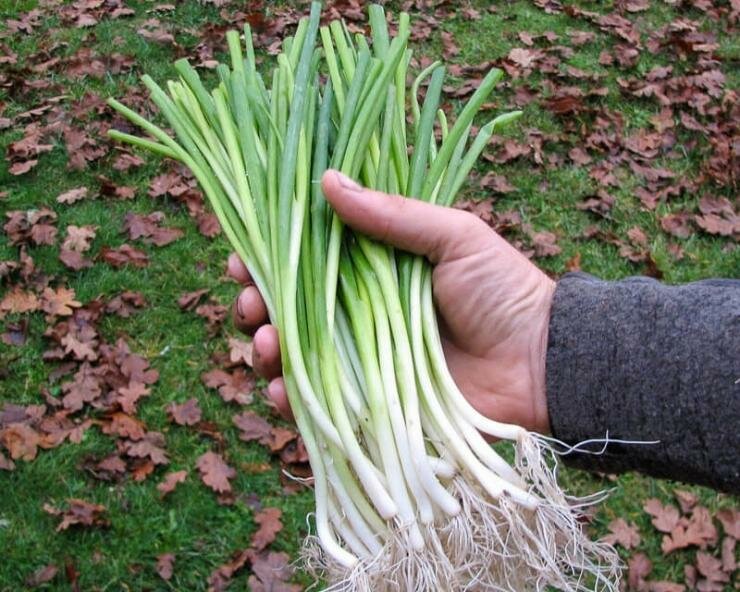 Выращивание лука на зелень: как посадить, уход какой лучше сажать