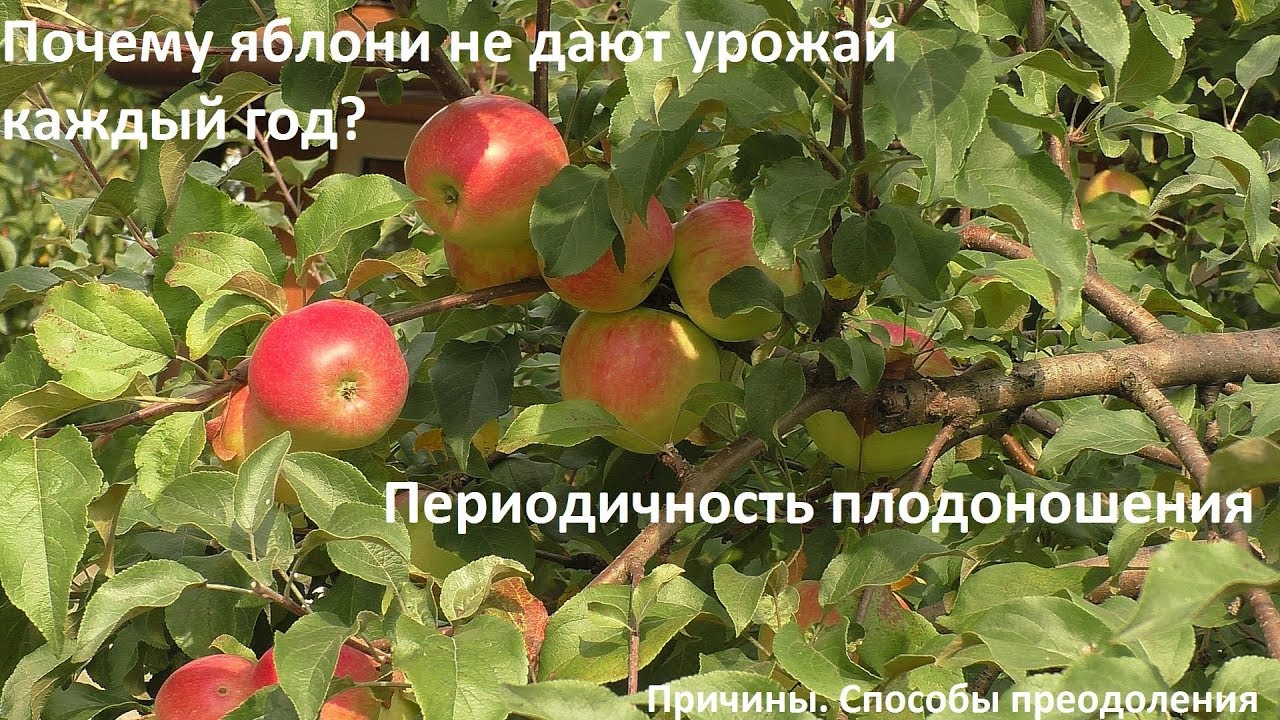 Почему яблоня плодоносит через год