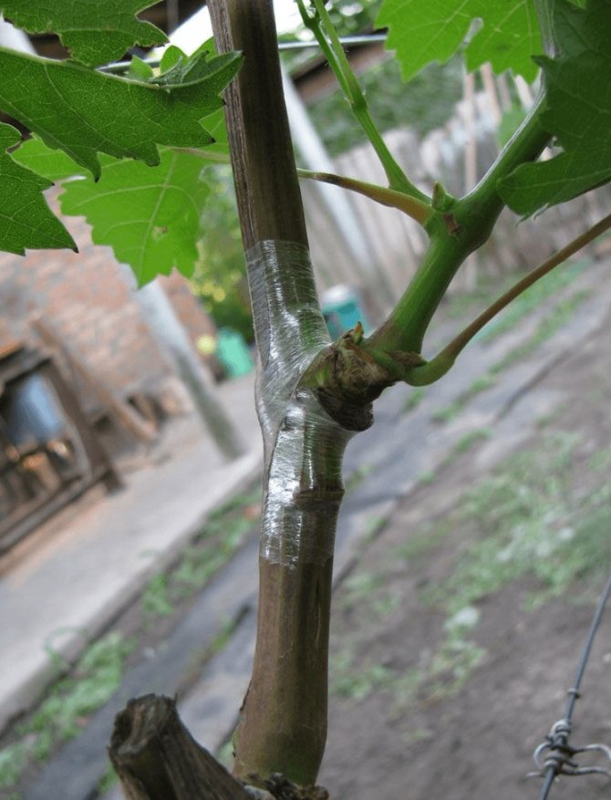 Сроки и методы прививки винограда весной и осенью - vinograd-loza