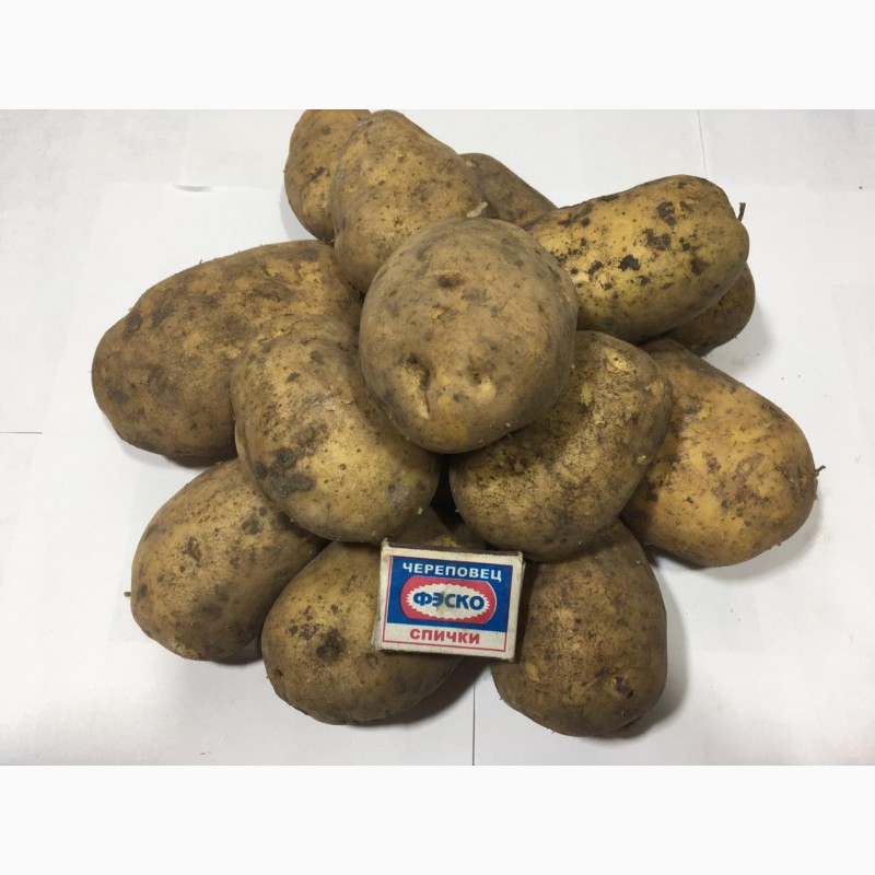 Подробное описание картофеля джувел: пошаговая инструкция по выращиванию и другие практические рекомендации