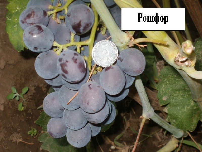 Виноград рофшор: описание сорта, фото, отзывы, выращивание и уход