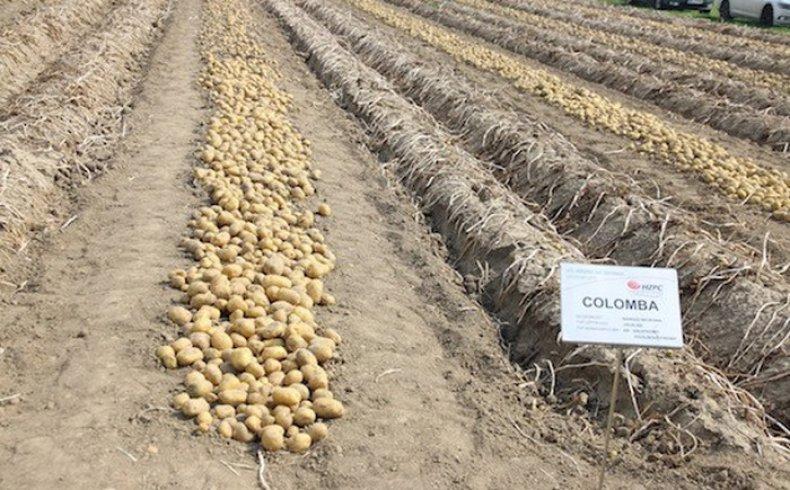 Картофель сорта коломбо: характеристика, описание, особенности выращивания и ухода