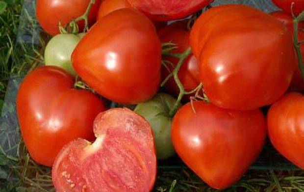 Описание сорта томата заржавевшее сердце эверетта и его характеристика – дачные дела