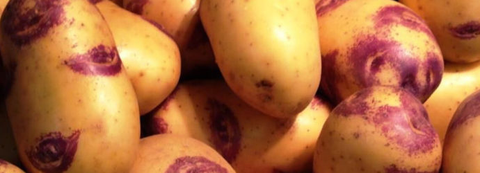 Картофель иван да марья - описание сорта с фото, характеристики, правила выращивания и ухода