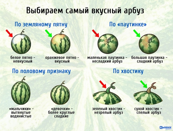 Спеют ли сорванные арбузы. как определить спелость арбуза: основные способы. определение спелости арбуза