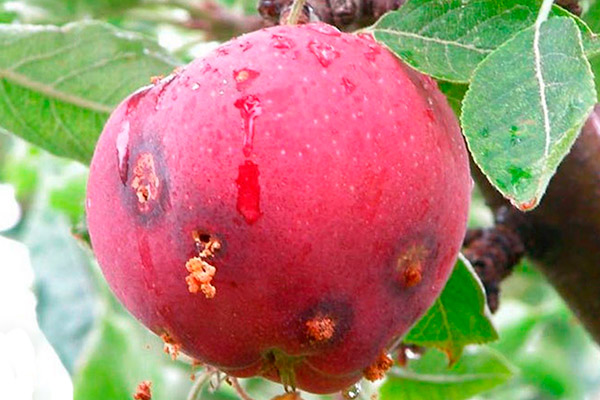 Как бороться с плодожоркой в саду? эффективные способы