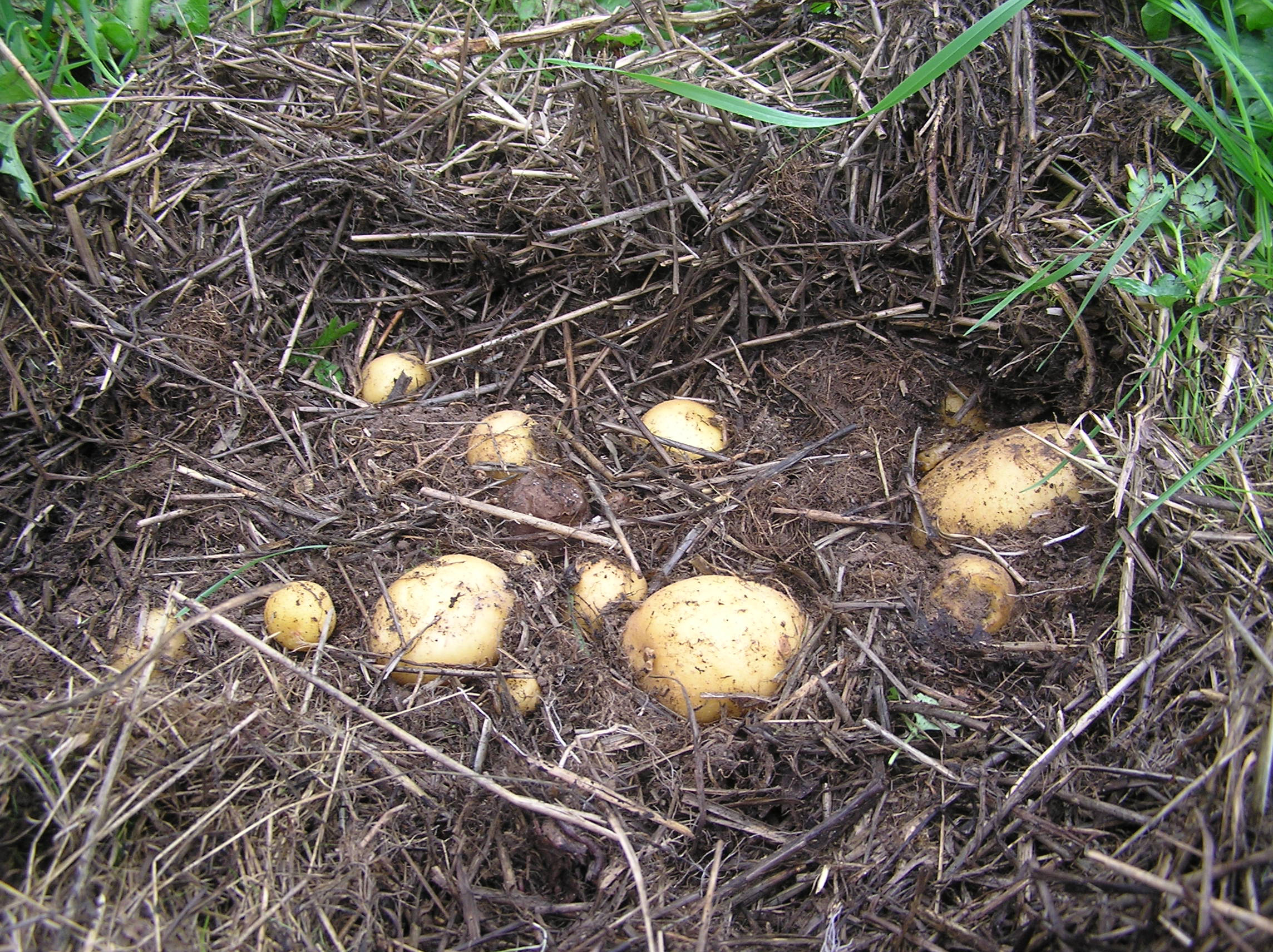 Картофель под соломой — мои огородные эксперименты