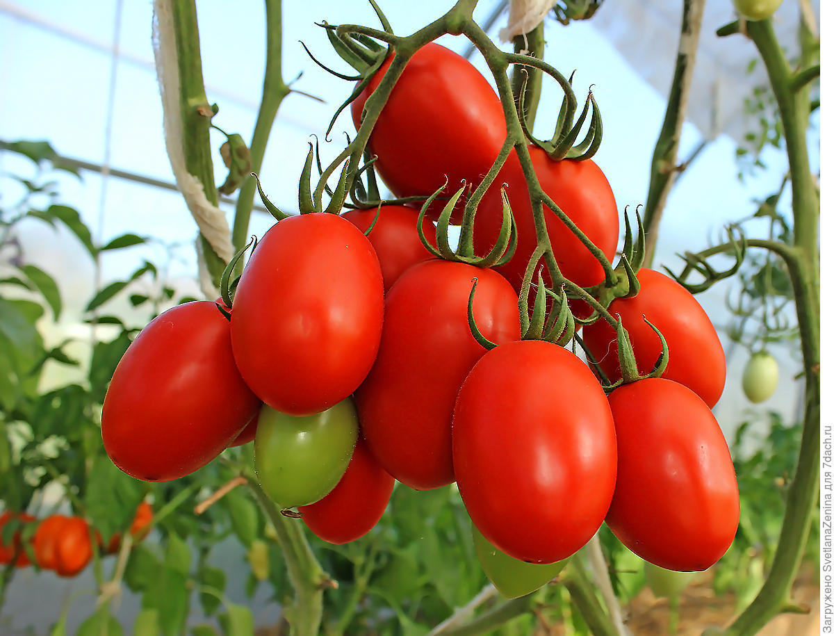 Кистевые томаты | tomatland.ru