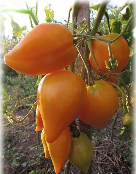 Оранжевая сливка томат описание и фото