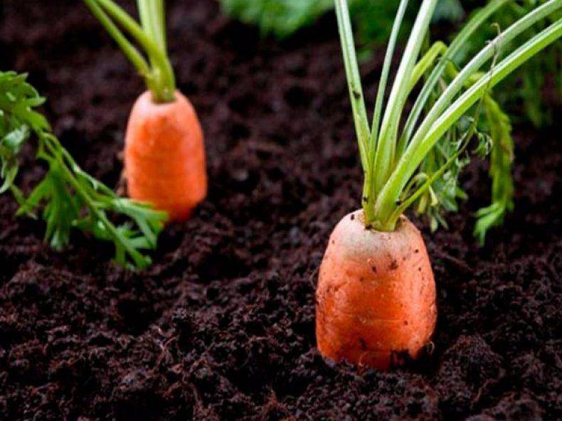 Длинные ростки у посадочного картофеля — что делать? совет профессионала