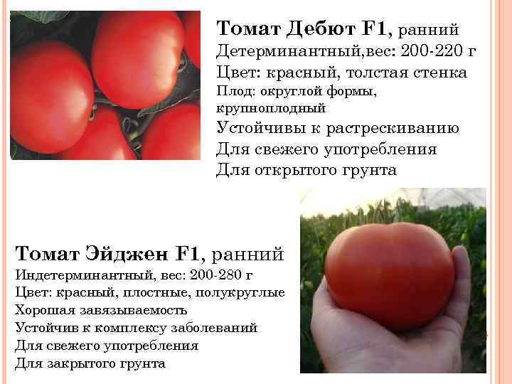 Описание томата Кумир, культивирование и выращивание сорта
