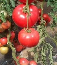 Можно ли сажать помидоры для открытого грунта в теплицу: чем отличаются сорта томатов для улицы, стоит или нет выращивать их в парнике и как нужно за ними ухаживать? русский фермер