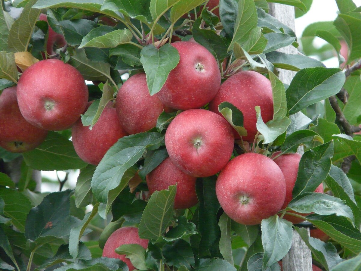 Сорт яблони коваленковское – описание, фото