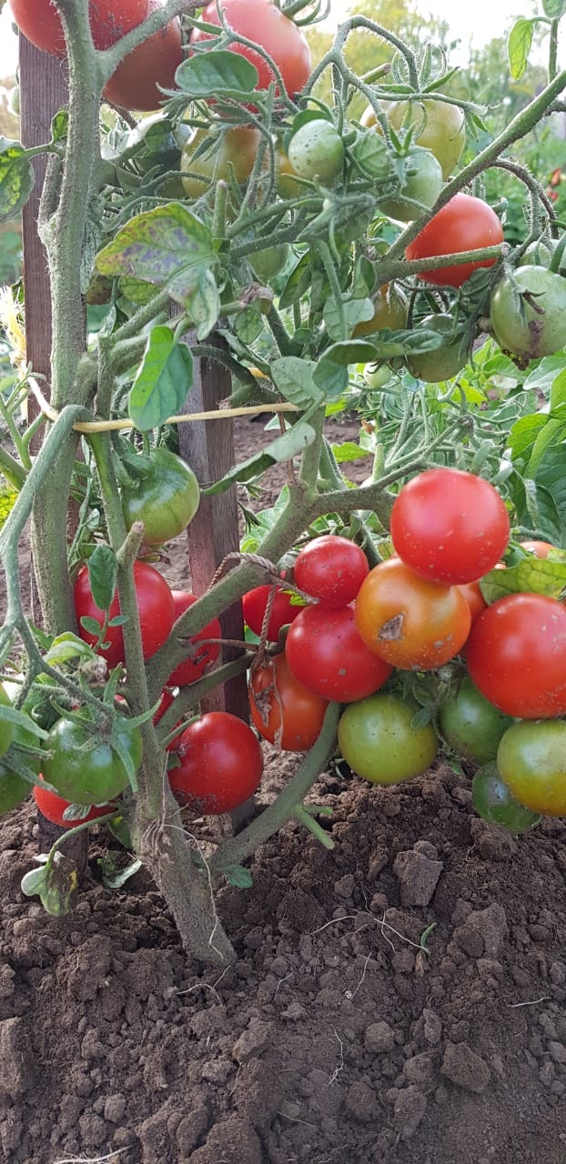 Высокорослые томаты для теплиц высокоурожайные - описание с фото