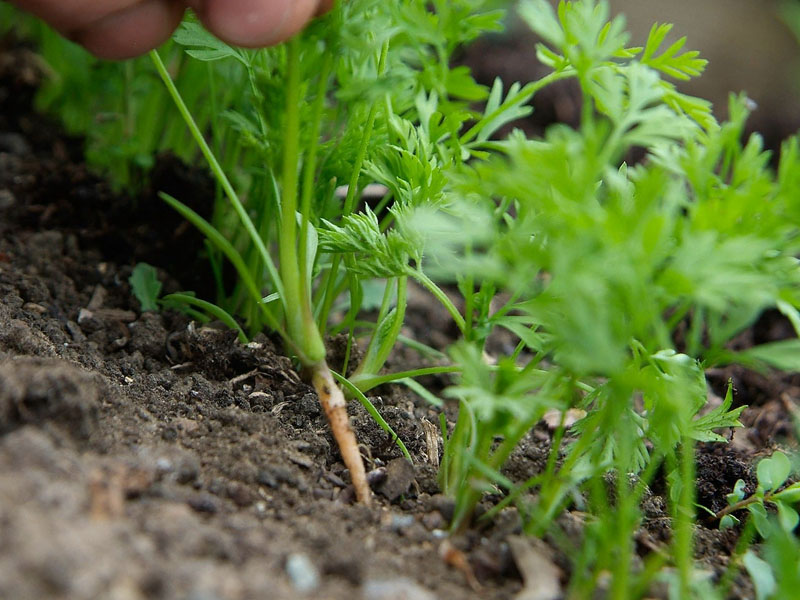Морковь в гранулах: правильная посадка и уход в открытом грунте, через сколько дней всходят семена после посева, что делать, чтобы быстро взошли, почему не растут? русский фермер