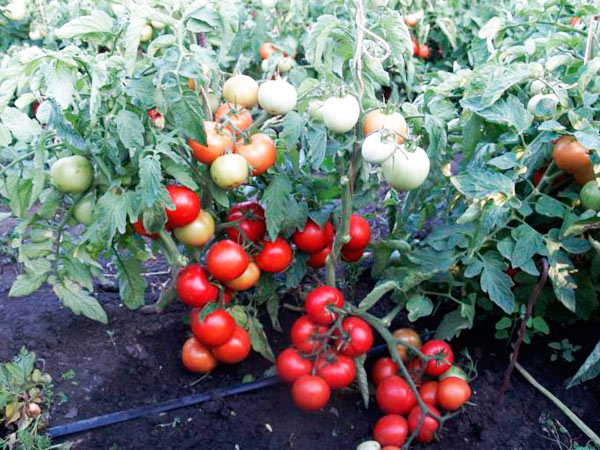 Характеристика и описание авторских семян томатов от селекционера мязиной