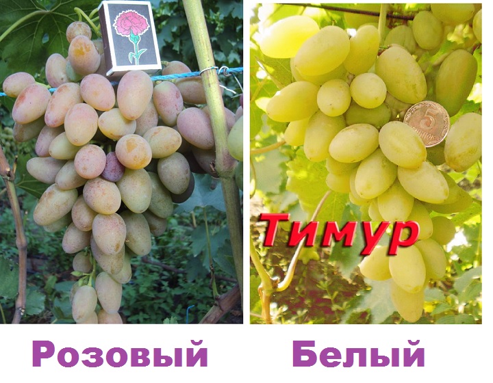Виноград тимур - описание сорта, фото, отзывы