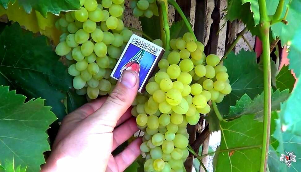 Бессемянный виноград кишмиш 342