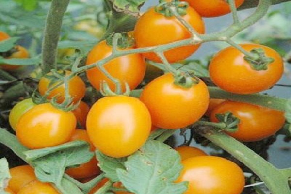 Описание сорта томата черри лиза, его характеристика и урожайность