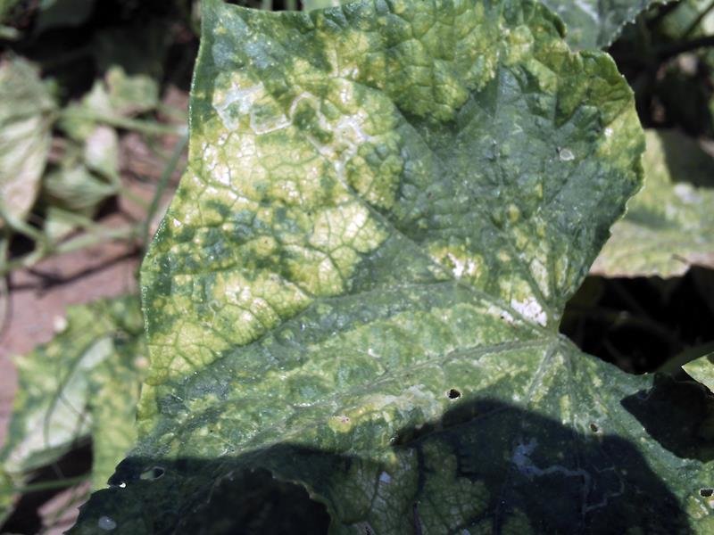 Что вызывает пятнистость листьев огурцов и как с этим бороться