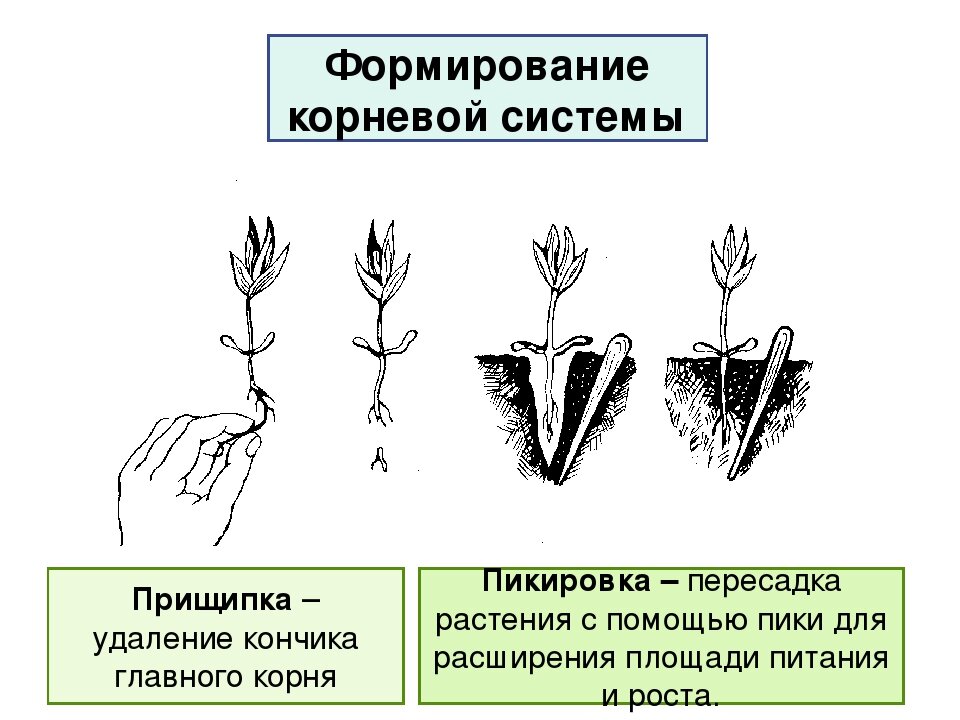 Пикировка рисунок по биологии