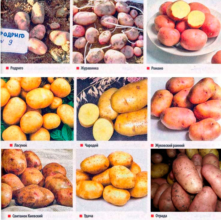 Картофель «ласунок»: характеристика, агротехника выращивания