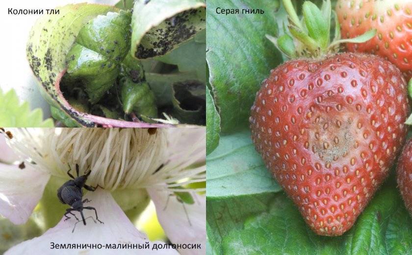 Клубника мармелада: описание сорта, фото, отзывы садоводов