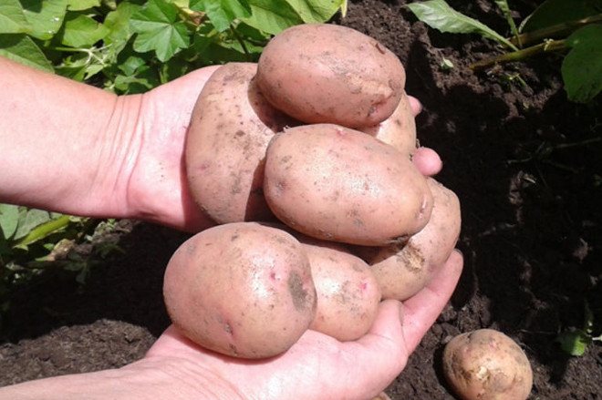Описание и характеристика сорта картофеля Жуковский, посадка и уход