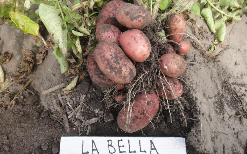 Сорт картофеля лабелла: характеристика, описание с фото, отзывы
