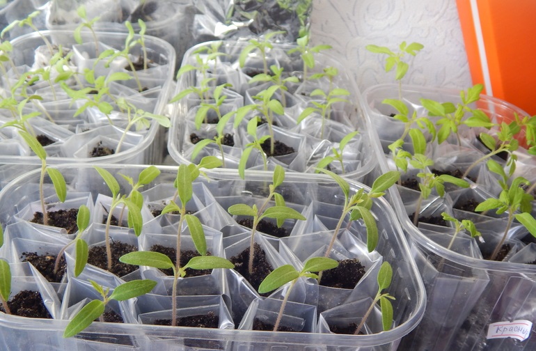 Выращивание рассады помидоров: как и когда посеять, ухаживать, пикировать