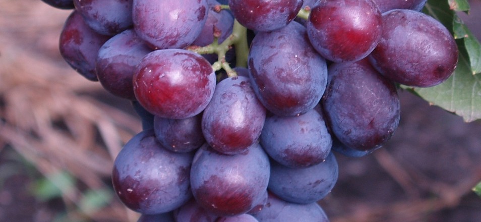 Заря несветая — один из лучших гибридных сортов винограда любительской селекции