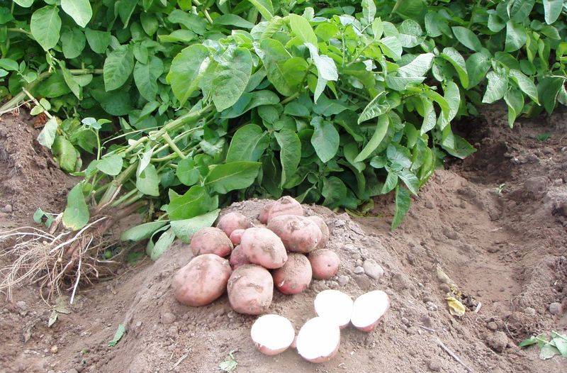 Надо ли обрывать цветки у картофеля, чтобы повысить урожайность