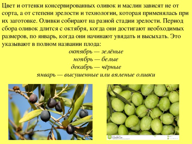 Чем отличаются маслины от оливок | zhetysu olive oil